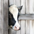 thumbnail image 2 of Bailey, Ann 15x15 White Modern Wood Framed Museum Art Print Titled - Peeking Cow, 2 of 4