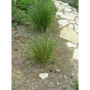 3 Prairie Dropseed Grass in separate 4 inch pots
