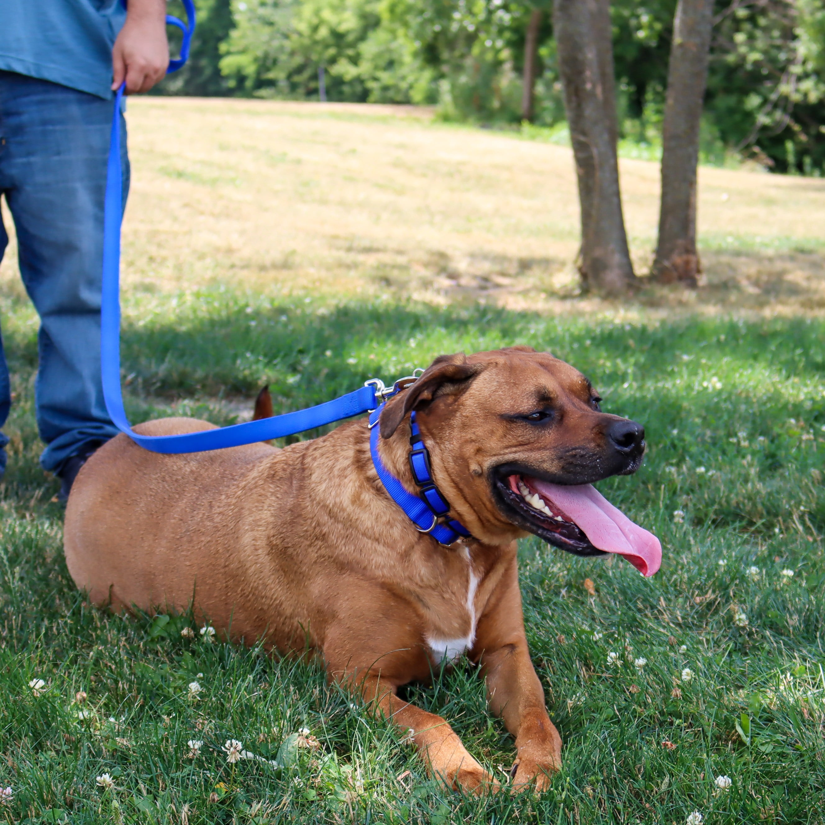 Pet Attire by Coastal 5/8" x 6' Medium Blue Dog Leash