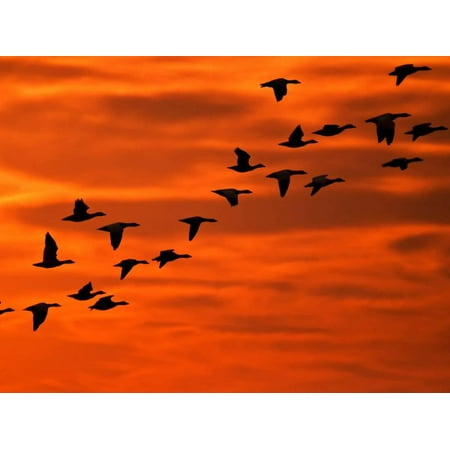 Flying Birds Silhouette, Cape May, New Jersey, USA Print Wall Art By Jay