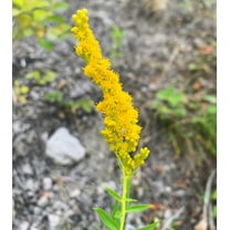 Showy Goldenrod Solidago speciosa Meadow Wildflowers Premium Seeds for Planting
