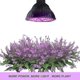 thumbnail image 4 of 50W LED Plant Lamp Grow Light Full Spectrum, 78 LED Plant Lamp Plant Lamps for Plants Greenhouse Indoor Plants, 4 of 5