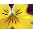thumbnail image 2 of Grayscale 24x19 White Modern Wood Framed Museum Art Print Titled - Yellow Flower I, 2 of 4
