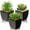 3pack - Black Ceramic, variant on Succulents Plants Artificial 4Pcs Small Fake Succulents in Pots Faux Plastic Potted Plants with White Ceramic Pot for Home Decor Office Desk Bathroom Shelf Indoor & Outdoor Decoration