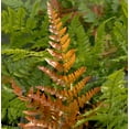 thumbnail image 5 of Autumn Fern Plants Live Outdoor Plants in 2 Inch Pot, Landscape Edging Perennial Plants for Shade, Plants Live Ferns for Outdoors, 5 of 8