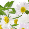 Chamomile