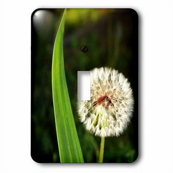 3dRose, Magic Dandelion Puff is a photo of a dandelion puff ball, single toggle switch