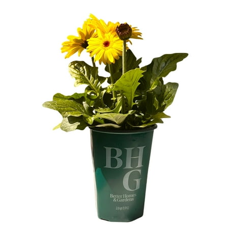 Better Homes & Gardens 2QT Orange Yellow Red Gerbera Daisy Live Plant Grower Pot Sun