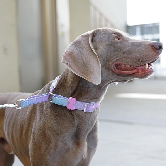 BELLA & PAL Slip Martingale Collar for Dogs, Limited Slip Design, Reflective, Escape-Proof, Gentle Control, Adjustable Training Collar with Quick-Release Strong Buckle, Nylon, Small