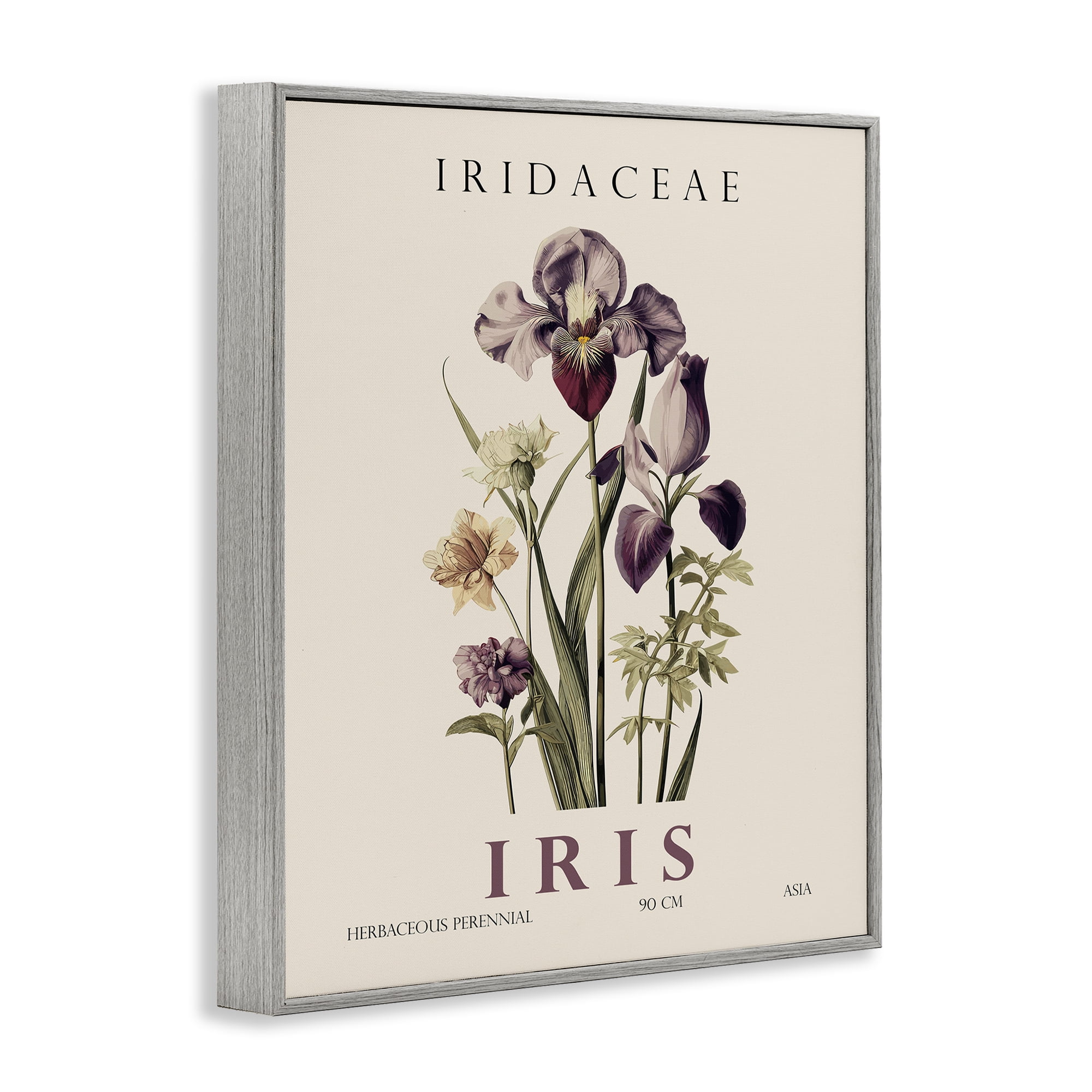 Stupell Industries Natural Iris Bundle Gray Framed Giclee Art, design by Christopher Giampietro