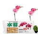 thumbnail image 4 of Moss Garden Supplies Sphagnum Moss, Fertilizante Orgánico De Nutrición Hidratante Para Orquídeas Phalaenopsis, 4 of 7