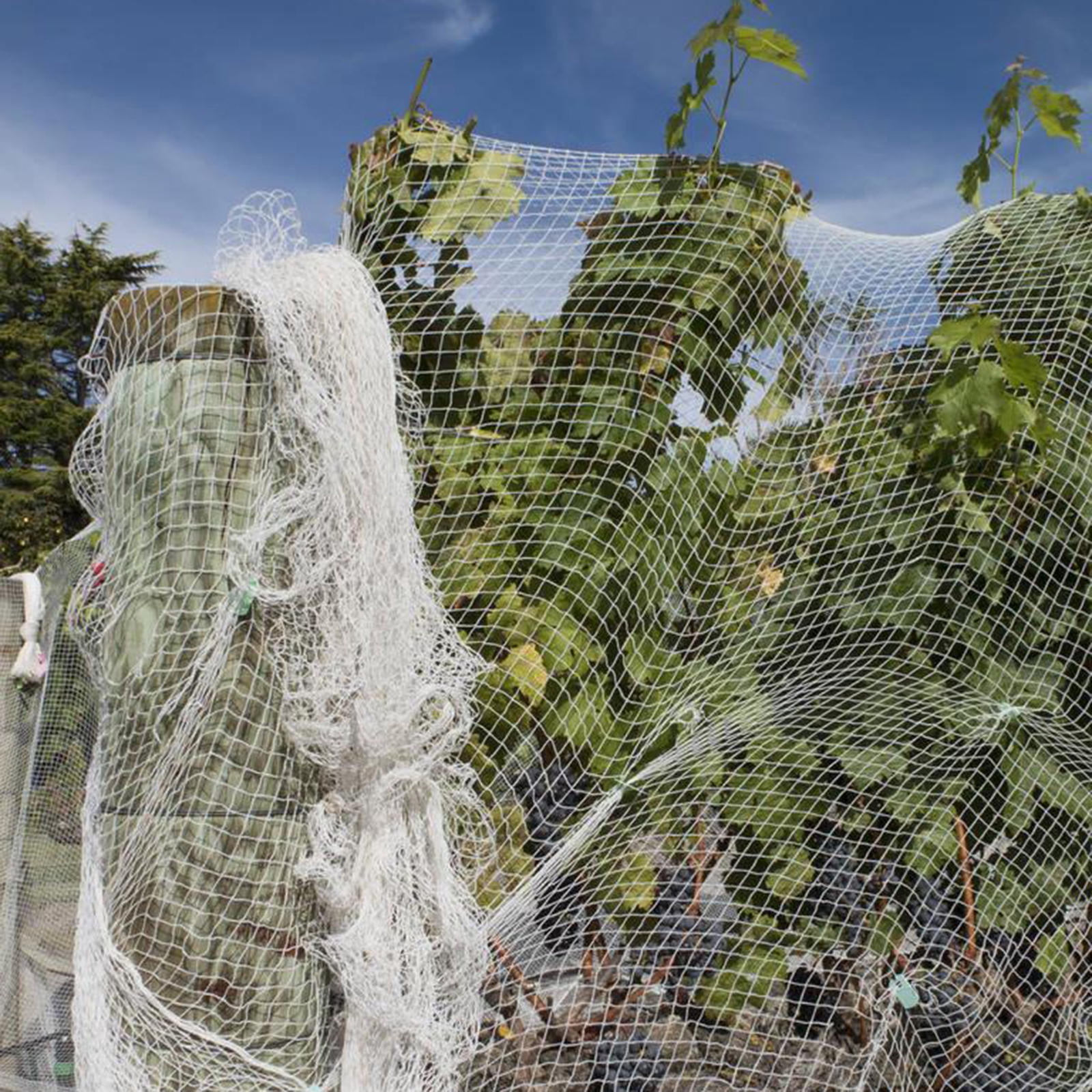 LOLIPPYY 1Pack Garden Plant Support Net White Heavy Duty Climbing Trellis for Vines and Fruits