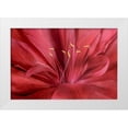 thumbnail image 1 of Murdock, Ramona 32x23 White Modern Wood Framed Museum Art Print Titled - Peonia Insight I, 1 of 4