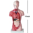 thumbnail image 2 of Unisex Human Torso Body Anatomy Anatomical Model Internal Organs Skeleton System, 2 of 4
