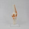 thumbnail image 5 of Modelo de Anatomía de la Articulación de la Rodilla A Tamaño Real 1:1 Recursos de Enseñanza de Ciencias Médicas Anatomia Cassroom Supplies, 5 of 5
