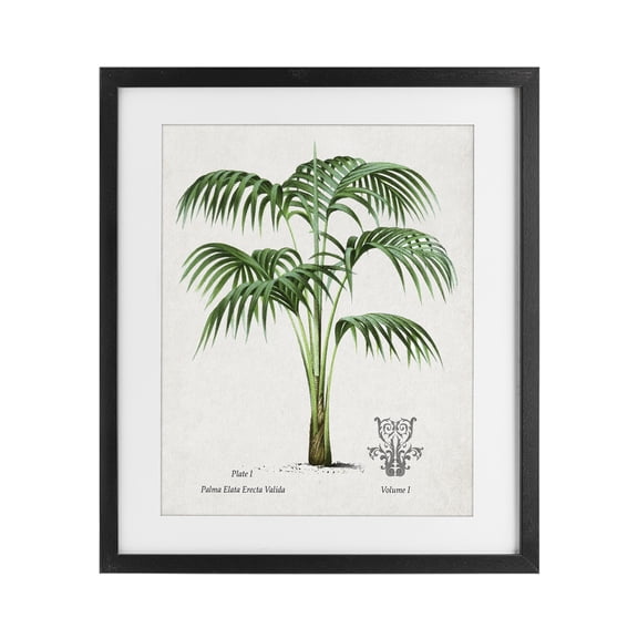 Stupell Industries Natural Palm Study Black Framed Print Under Glass, design by Val Rhodes