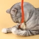 thumbnail image 4 of Juguete de cuerda para masticar para gatitos, entretenimiento personal, molar, hierba gatera, gatitos, gatitos, gatos, suministros para burlarse, cuerda de algodón, 4 of 6