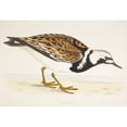 thumbnail image 2 of Posterazzi DPI1877484 A Turnstone. Arenaria Interpres From A 19th Century Print Circa 1877 Poster Print, 17 x 12, 2 of 4
