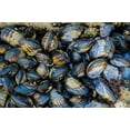 thumbnail image 2 of Miller, Anna 24x17 White Modern Wood Framed Museum Art Print Titled - Mussel Colonies in Fitzgerald Marine Reserve-California-USA, 2 of 4