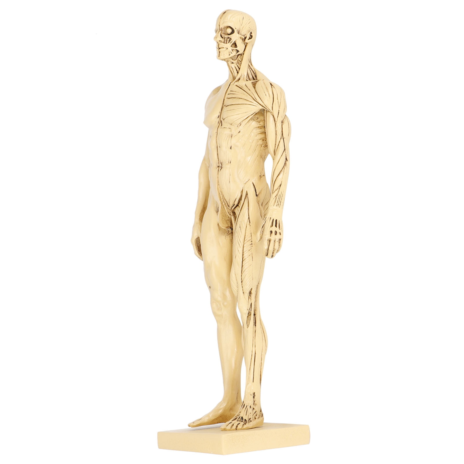 Decorative Human Anatomy Muscle Model, Resin Human Body Model, For