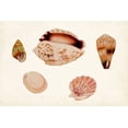 thumbnail image 2 of Vision Studio 24x17 Black Ornate Wood Framed with Double Matting Museum Art Print Titled - Antique Shell Anthology VI, 2 of 4