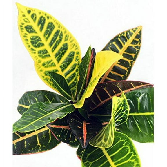 Colorful Croton - 4" Pot - Easy to Grow House Plant - Codiaeum Petra