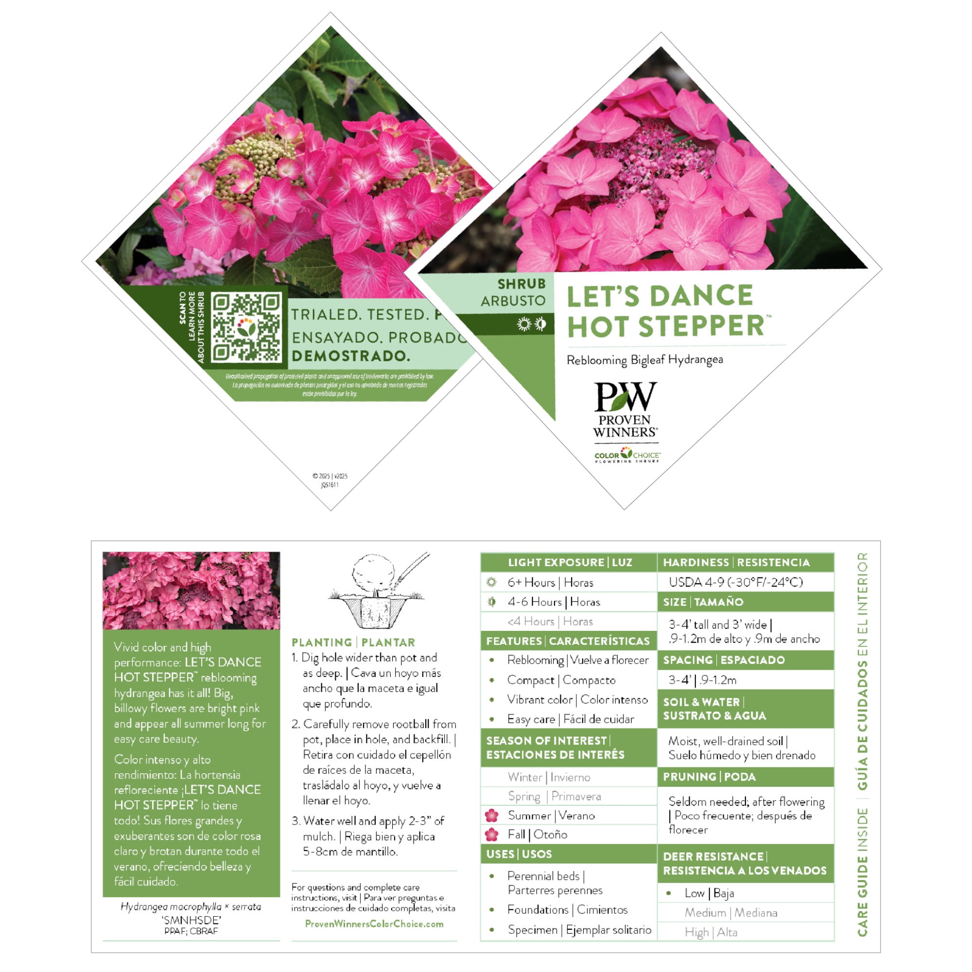 Proven Winners ColorChoice 5" Multicolor Let's Dance Hot Stepper Continuous Blooming Hydrangea Live Plant in 4.5" Pot (4 Count)