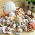 thumbnail image 1 of 200g/pack Natural Beach Shell&Conch SeaShells Aquarium Fish Tank Landscaping Decoration, 1 of 1