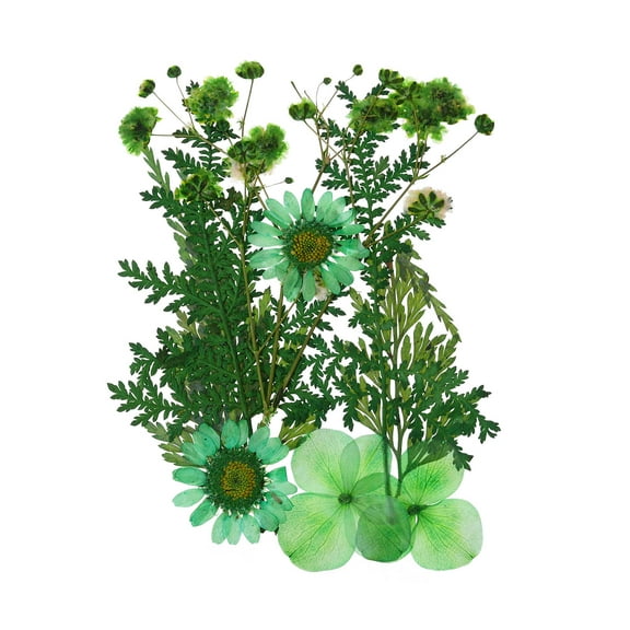 Dried Pressed Real Flowers Pressed Flowers Dry Leaves for DIY Crafts Green