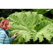 10 GUNNERA MANICATA 6 Leaves! Giant Rhubarb Dinosaur Plant Moist Shade Red Flower Seeds