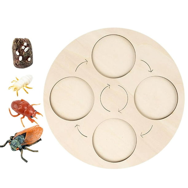 Tablero de ciclo de vida, juguete para niños, juguetes educativos tempranos, material didáctico para Navidad. Cigarra