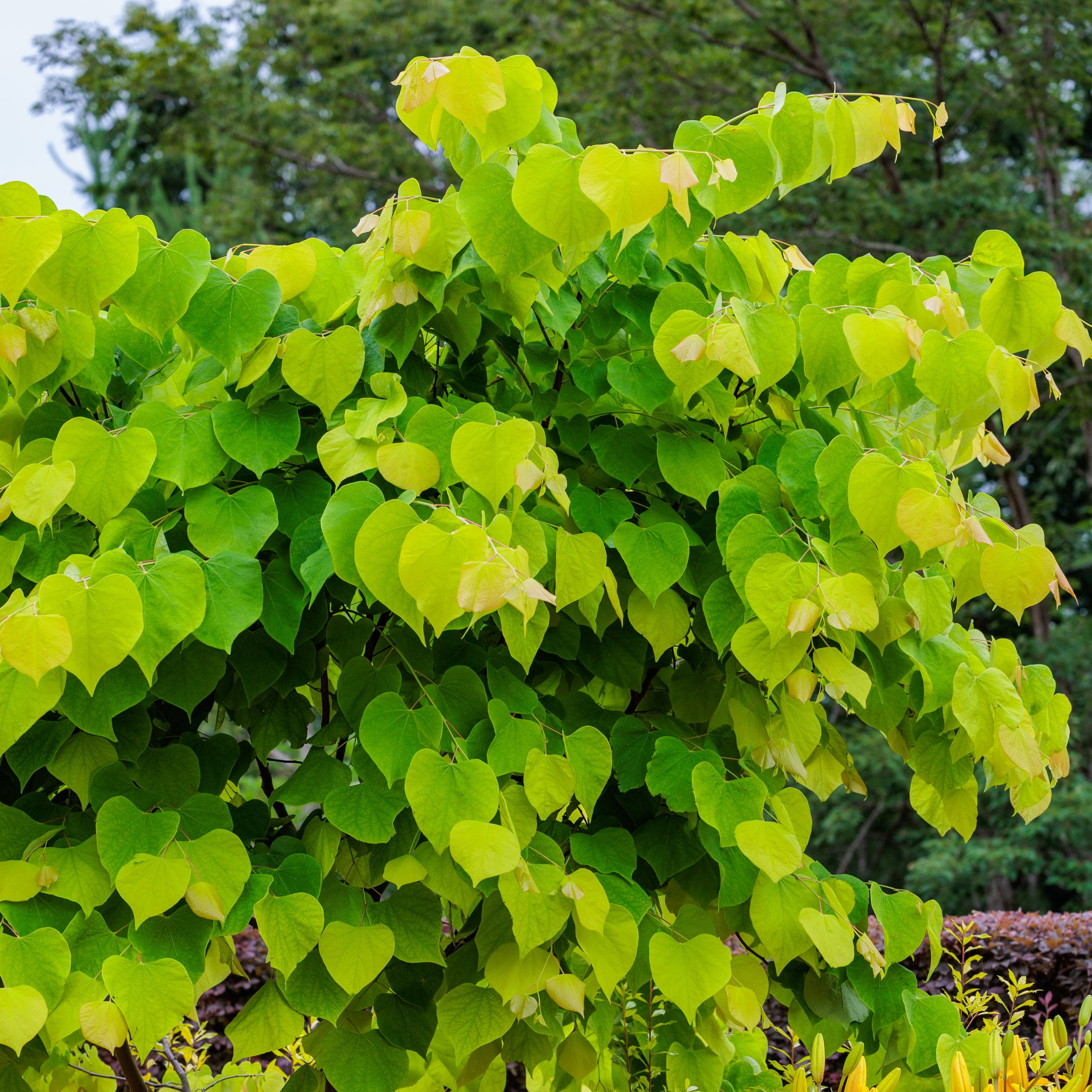 National Plant Network 2 gal. Redbud Hearts A Fire Tree
