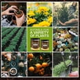thumbnail image 6 of Ground Activated Treasure Soil Loosener & Conditioner - Boosts Water Retention/Nutrient Absorption, Promotes Plant Germination/Growth, Ideal for Home Garden Foliage/Flower/Vegetable, 6 of 9