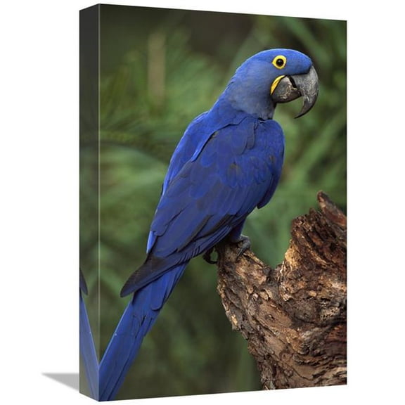 12 x 18 in. Hyacinth Macaw Perched on Branch, Cerrado Habitat, Brazil Art Print - Pete Oxford
