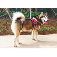 thumbnail image 3 of Arnés para perros de servicio con anilla en D, suave y ajustable, para entrenamiento de perros pequeños, medianos y grandes, para paseos, entrenamiento y carrera., 3 of 7