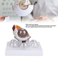 thumbnail image 3 of Modelo de Globo Ocular Ampliado Modelo de Lesión de Globo Ocular Modelo Anatómico del Ojo Humano Pantalla Precisa Modelo de Explicación de Globo Ocular Médico Ampliado con ANGGREK Otros, 3 of 7