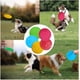 thumbnail image 5 of Juguete de frisbee para perros, juego de 5 frisbee de goma para perros, suave y duradero, juguete flotante para perros, ideal para entrenar, buscar y jugar., 5 of 5