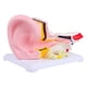 thumbnail image 4 of Modelo anatómico del oído humano Modelo anatómico del oído 3D Modelo médico del oído externo, medio e interno para la enseñanza en la oficina, 4 of 9
