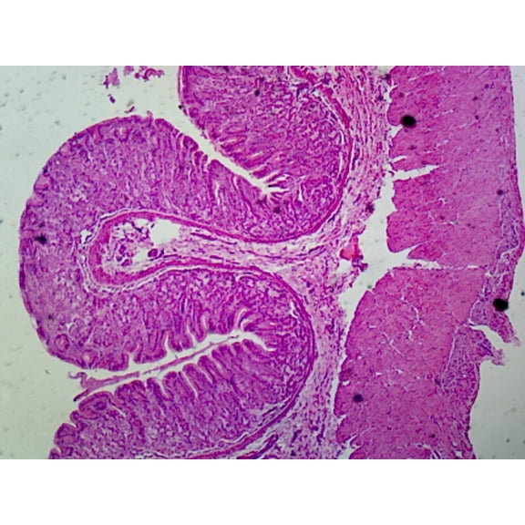 Mammalian Stomach Regions Composite; Showing Cardiac, Fundic and Piloric Regions; Sections by Go Science Crazy