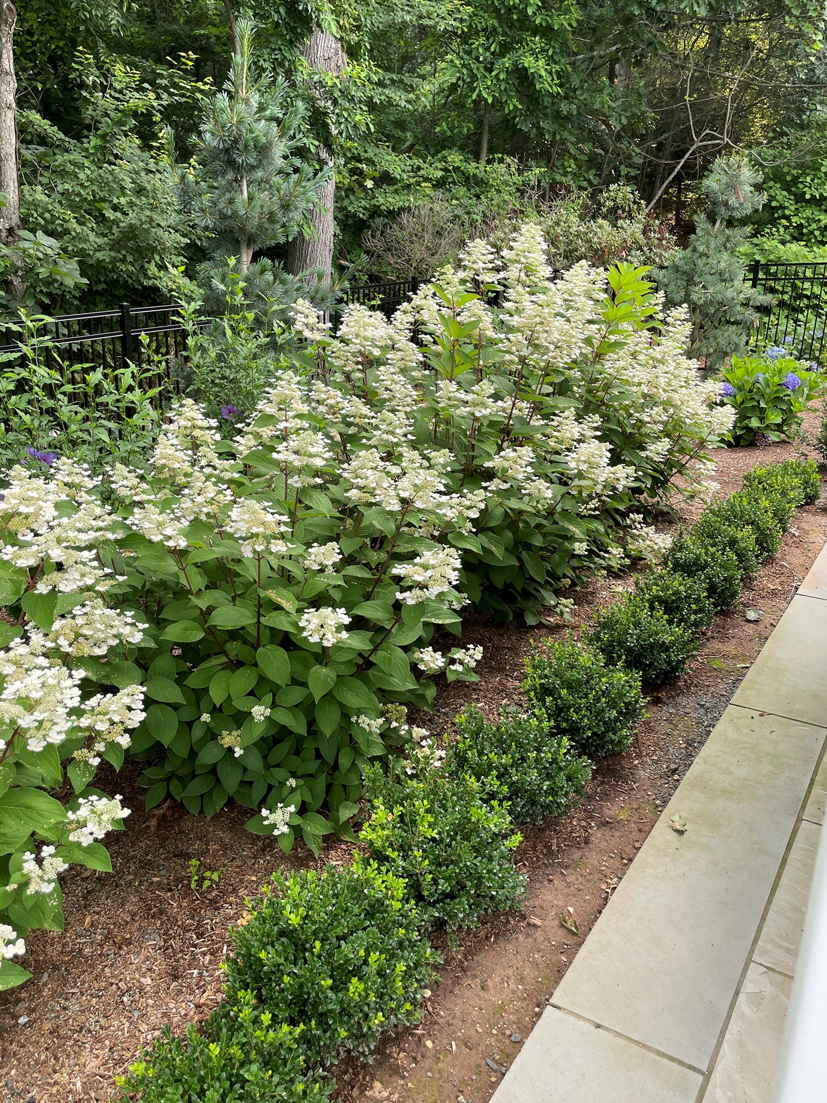 1 gal. Torch Hardy Hydrangea (Paniculata) Live Shrub, Creamy White-Pink Flowers