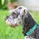 thumbnail image 3 of 12 collares reflectantes para perros, de nailon transpirable y ajustables, adecuados..., 3 of 5