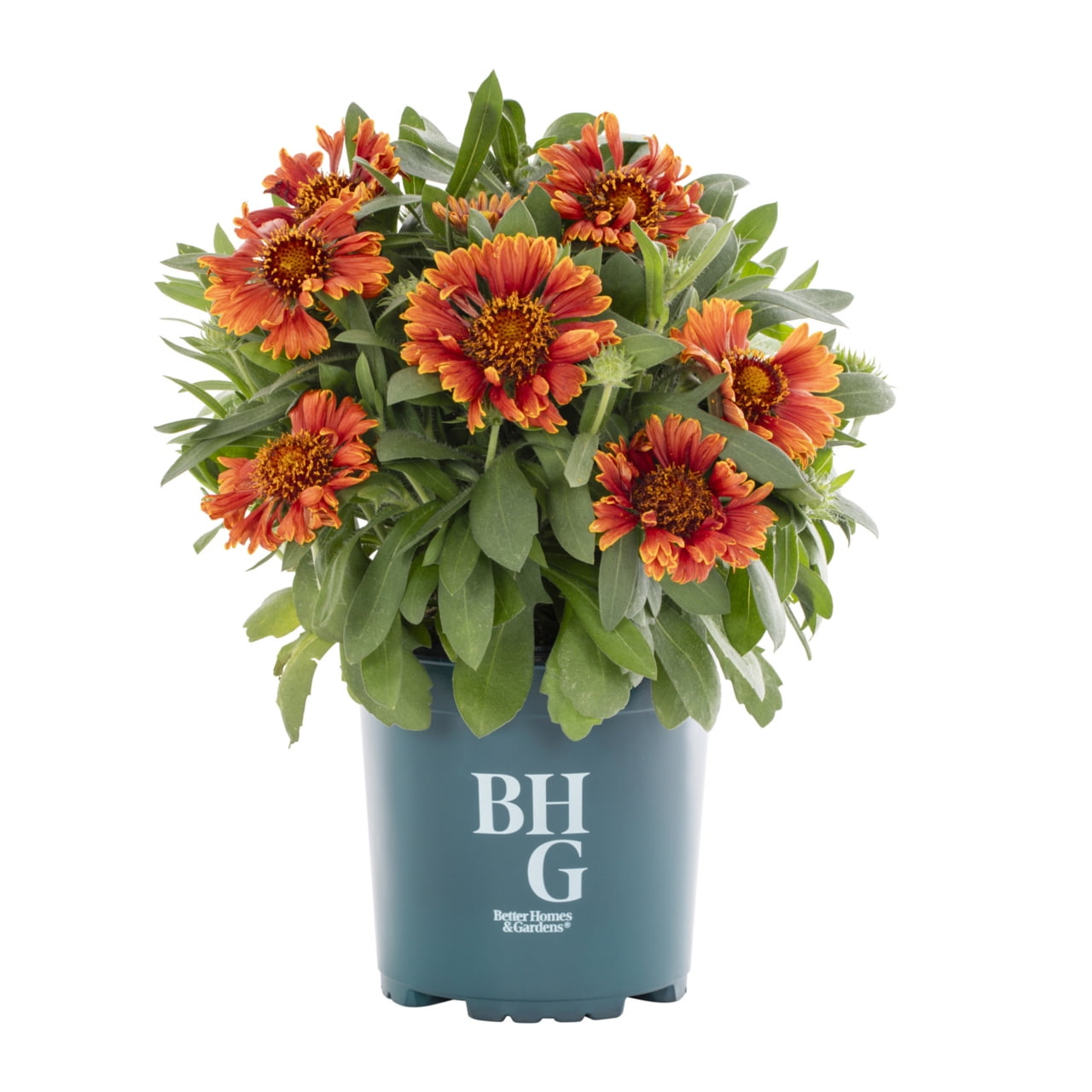 Better Homes & Gardens Multicolor Gaillardia Live Perennial Plant, Full Sun, 3-Pack