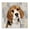 Beagle Portrait Waiting, variant on Stupell Industries Farmhouse Traditional Dalmatian Portrait Black Floating Frame Canvas Art, 18 x 18, by Grace Popp