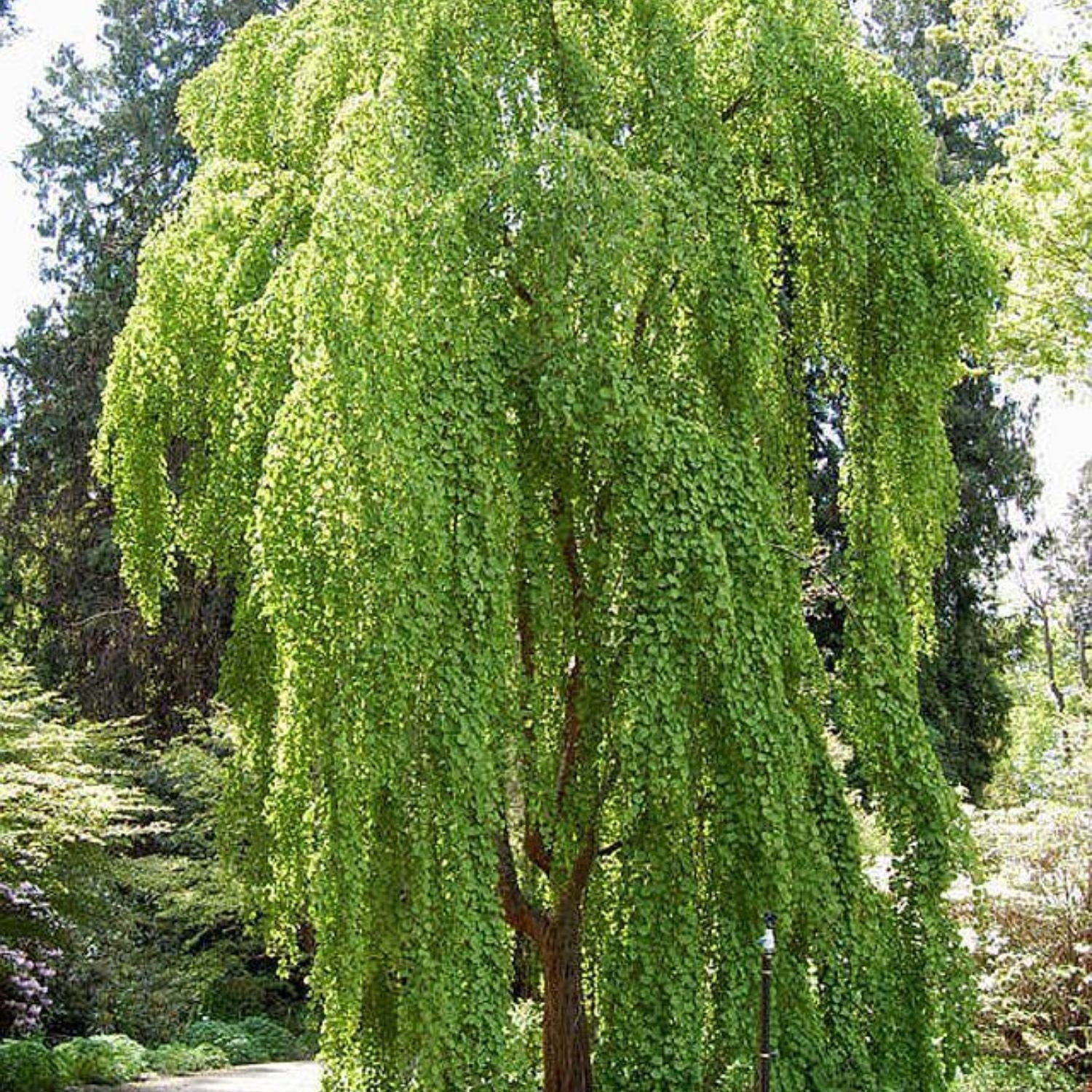 Expert Gardener 4-5' Katsura Morioka Weeping in 2 gal. Grower Pot