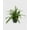 4_FERN_LEMON.BUTTON, variant on Fern 'Lemon Button' - Live Air-Purifying Indoor Plant in Nursery Pot – Easy Care, Low Maintenance Houseplant for Home & Office Decor, Natural Air Cleaner, Best for Beginners (4"Pot, NurseryPot)