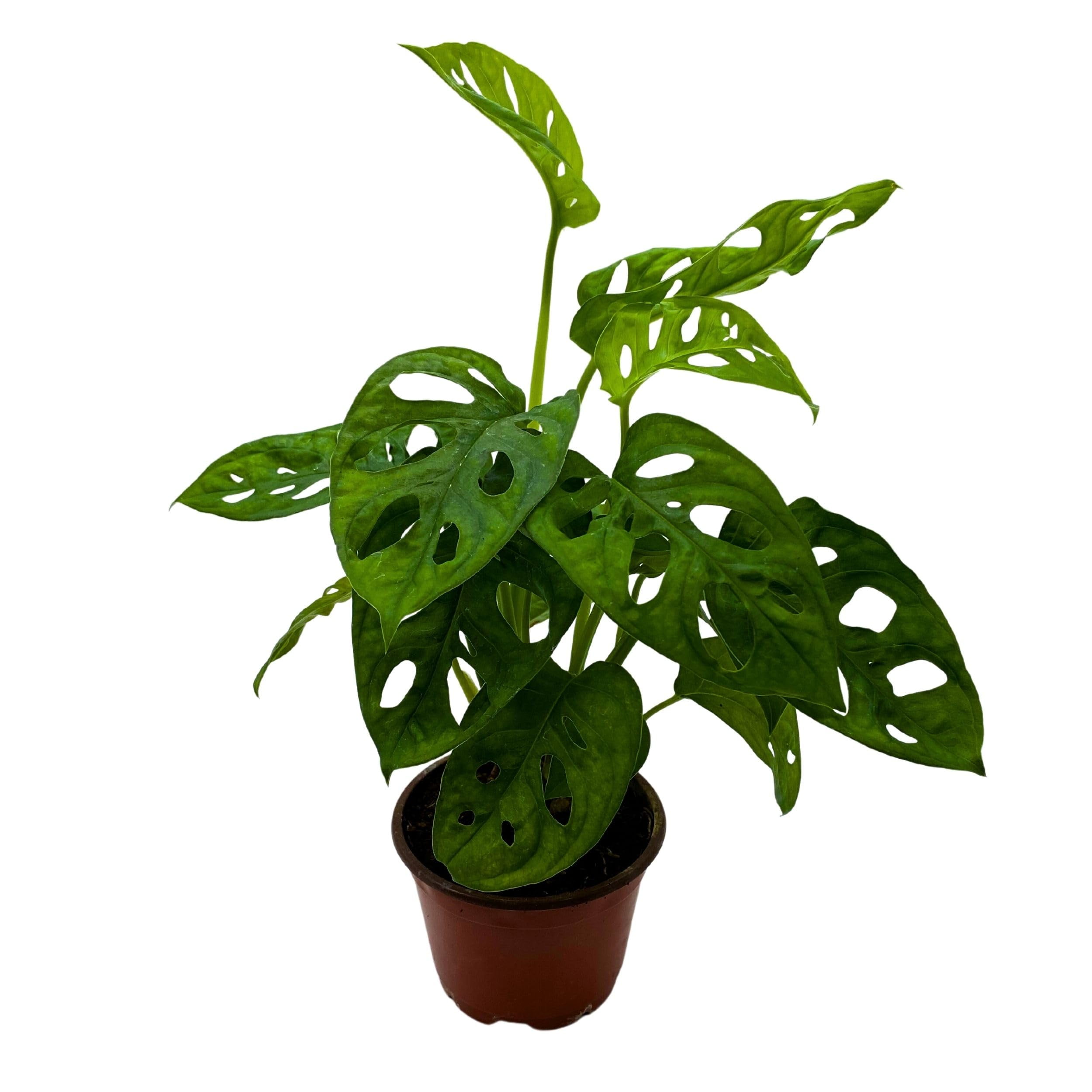 Monstera Adansonii, deliciosa, Swiss Cheese Plant, Panama | Ubuy