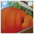 thumbnail image 6 of 36" Pumpkin Border Window Cling Decal. Halloween Thanksgiving Decoration Decor. Made in America,, 6 of 7