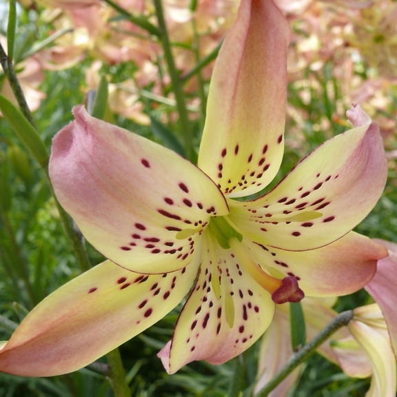 Corsage Tiger Lily - 3 Bulbs 14/16cm - Delicate Baby Pink Blooms - New