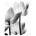 thumbnail image 3 of Van Swearingen, Debra 20x24 Black Modern Framed Museum Art Print Titled - Translucent Tulips III no border, 3 of 5