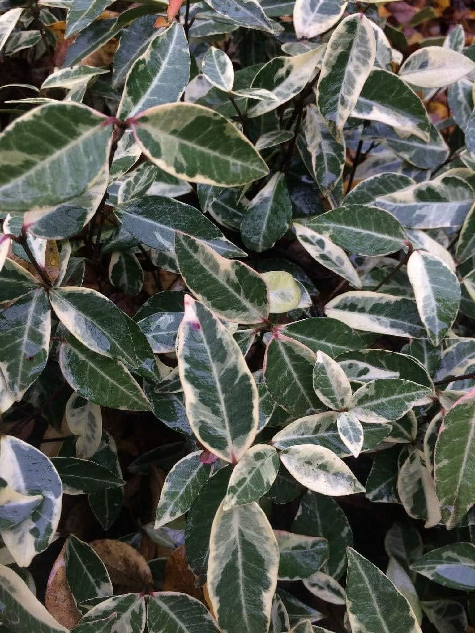 Variegated Asiatic Jasmine Minima  3 Live Plants  Easy-Grow Ground Cover  Lush, Trailing Green and White Foliage  Perfect for Gardens and Landscape Borders  Hardy Evergreen Plant
